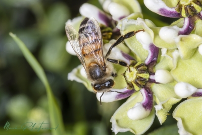 Honey Bee on Antelope Horn Milkweed